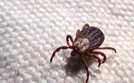 SP registra 18 mortes por febre maculosa em 19 casos confirmados
